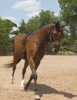 MUSTANG MFG Lunging & Training Equipment|Balance Complete Training System
