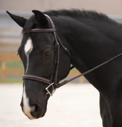 KL SELECT English Bridles|Black Oak Cypress Hunter Bridle