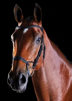 WEATHERBEETA English Bridles|Collegiate® ComFiTec™ Training Bridle