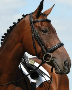 WEATHERBEETA English Bridles|Collegiate Syntovia+ Padded Raised Flash Bridle