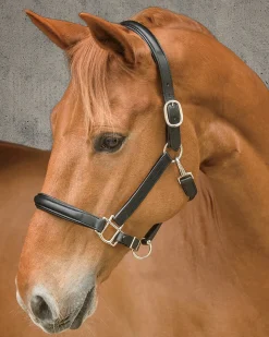 HARMOHN KRAFT Halters|DS Classic Plain Raised Padded Halter