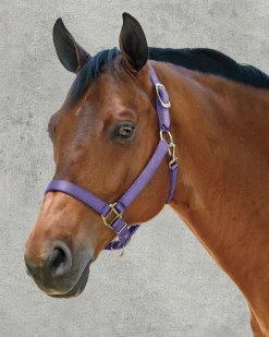 ZEETA INTERNATIONAL Halters|DS Heavy Nylon Halter
