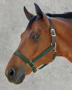 ZEETA INTERNATIONAL Halters|DS Heavy Nylon Breakaway Halter