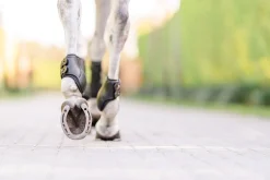 EQUIFIT Horse Boots|® Eq-Teq™ Hind Boots