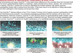 BLUEGRASS ANIMAL Horse Supplements|EquiOtic™ 60cc Syringe