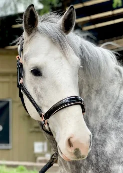 HALTER EGO Halters|Aurelia Rose Gold Halter