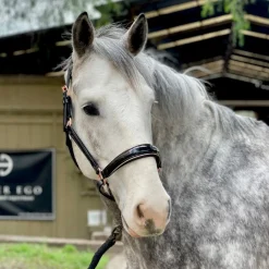 HALTER EGO Halters|® Catalonia Halter