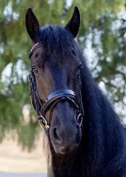 HALTER EGO English Bridles|Ocala Snaffle Bridle