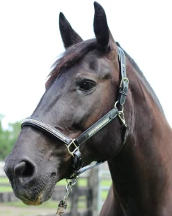 JPC EQUESTRIAN Halters|HDR Padded Jewel Halter