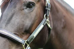 JPC EQUESTRIAN Halters|HDR Padded Jewel Halter