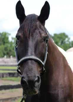 JPC EQUESTRIAN Halters|HDR Padded Jewel Halter