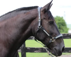 JPC EQUESTRIAN Halters|HDR Padded Jewel Halter