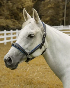 JPC EQUESTRIAN Halters|Henri de Rivel Cahill Padded Halter