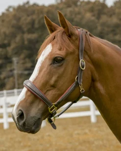 JPC EQUESTRIAN Halters|Henri de Rivel Cahill Padded Halter