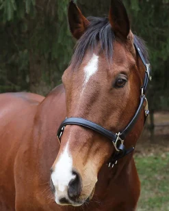 JPC EQUESTRIAN Halters|Henri de Rivel Everyday Halter