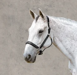 JPC EQUESTRIAN Halters|Henri de Rivel Padded Leather Crystal Halter