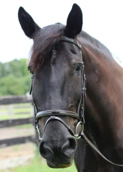 JPC EQUESTRIAN English Bridles|Henri de Rivel Piaffe Mono Crown Bridle with Flash Noseband & Patent Leather
