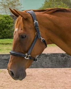 JPC EQUESTRIAN Halters|Henri de Rivel Stress Free Halter with Fancy Contrast Stitching