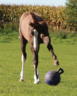 HORSEMEN S PRIDE Horse Toys|Horsemen's Pride™ Jolly Ball®