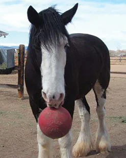 HORSEMEN S PRIDE Horse Toys|Horsemen's Pride™ Jolly Ball®