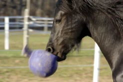 HORSEMEN S PRIDE Horse Toys|Horsemen's Pride™ Scented Jolly Ball®