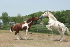 HORSEMEN S PRIDE Horse Toys|Horsemen's Pride™ Scented Jolly Ball®