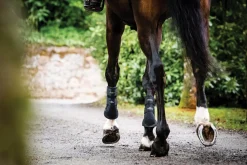 HORSEWARE Horse Boots|® Ireland Adagio Boots