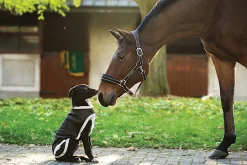 HORSEWARE Dog Blankets|® Ireland Rambo® Waterproof Dog Blanket