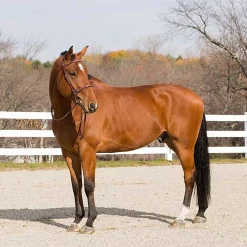 EQUINAVIA English Bridles|Horze Harrison Bridle