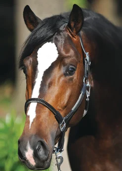 PEP-KAVALKADE Halters|Kavalkade Cavo Halter