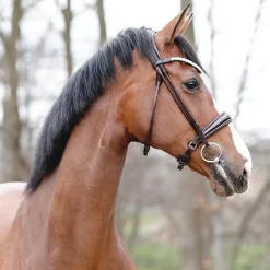 PEP-KAVALKADE English Bridles|Kavalkade Florina Bridle