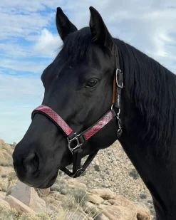 KENSINGTON Halters|™ Premium Breakaway Halter