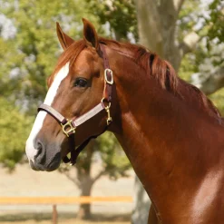 KENSINGTON Halters|™ Premium Breakaway Halter