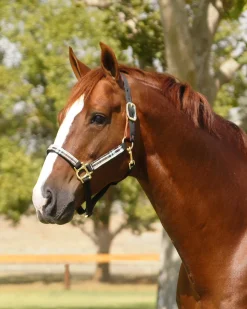 KENSINGTON Halters|™ Premium Breakaway Halter