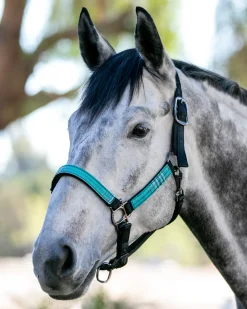 KENSINGTON Halters|™ Premium Halter