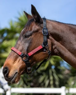 KENSINGTON Halters|™ Premium Halter
