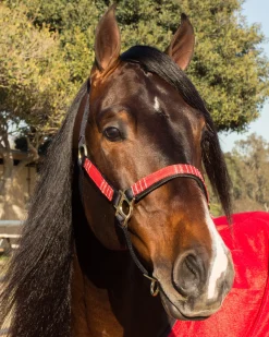 KENSINGTON Halters|™ Premium Halter