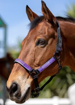 KENSINGTON Halters|™ Premium Halter