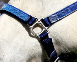 KENSINGTON Halters|™ Premium Halter
