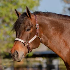 KENSINGTON Halters|™ Premium Halter