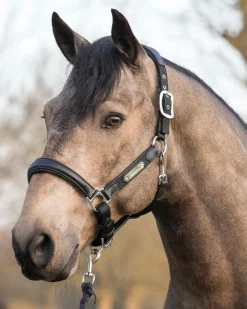HORSE HEALTH TRADE Halters|LeMieux® Capella Halter