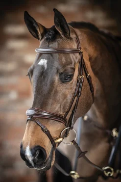 HORSE HEALTH TRADE English Bridles|LeMieux® Kudos Competition Flash Bridle