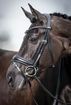 HORSE HEALTH TRADE English Bridles|LeMieux® Kudos Dressage Flash Bridle