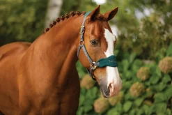 HORSE HEALTH TRADE Halters|LeMieux® Vogue Halter & Lead Rope Set