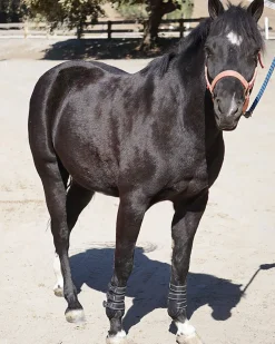 MAJYK EQUIPE Horse Boots|® Leather Jump Boots with Removable Impact Liners (Snap Closure)