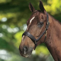 OTTO SCHUMACHER Halters|Leather Halter