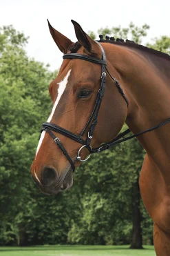 ERS English Bridles|Ovation® Comfort Crown Dressage Bridle