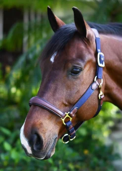 ERS Halters|Ovation® Luxor Cushion-Flex Halter