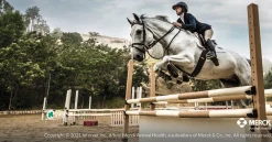 ANIMAL HEALTH INT Horse Dewormers|Panacur Paste Dewormer