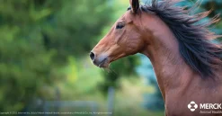 ANIMAL HEALTH INT Horse Dewormers|Panacur® PowerPac